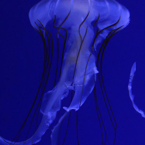 Co oznacza tatuaż meduzy: tajemnicze znaczenie i symbolika